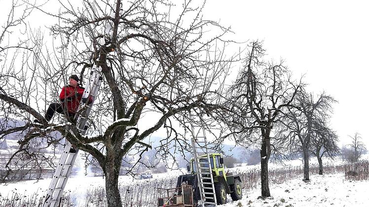 Der Verein zur Förderung der Fatschenbrunner Hutzeln und Baumfeldkultur sorgt auch für die Pflege alter Birnbäume.  Foto: Sabine Weinbeer