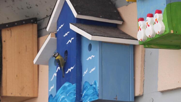 Das blaue Häuschen gefällt der Blaumeise: Kaum hatte sie ihre Vogel-Luxusvilla entdeckt, gründete sie hier ihre Familie. Foto: Dagmar Besand