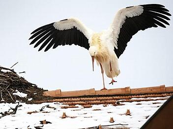 Auch daheimgebliebene Störche kommen gut durch den Winter.