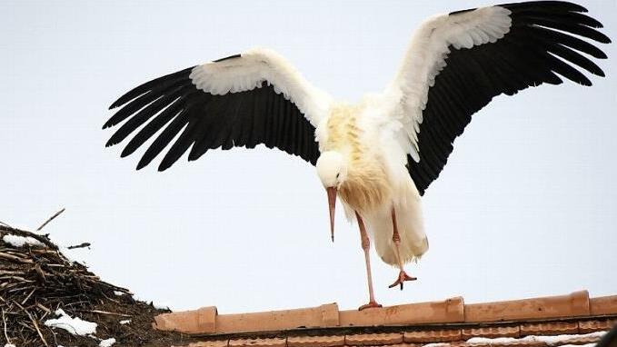 Auch daheimgebliebene Störche kommen gut durch den Winter.