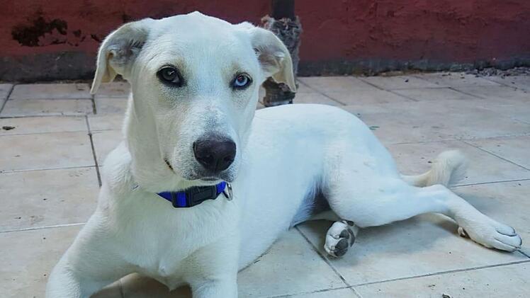 Tierheim Pfaffengrün: Labrador-Mix Sharon aus der Türkei sucht neues Zuhause
