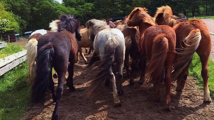 Reintreiben der Wallache auf dem Archehof Foto: Katharina W&uuml;stefeld