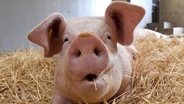 Der Handel m&ouml;chte damit werben, dass sich Schweine wohl f&uuml;hlten, ehe sie geschlachtet wurden.