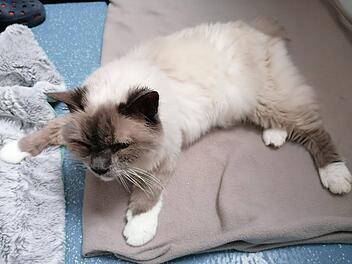 Tierheim Nürnberg startet Aufruf für Momo - und erlebt Überraschung