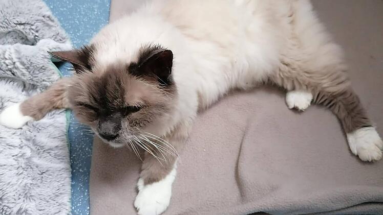 Tierheim Nürnberg bittet um Hilfe für Momo - und wird überrascht