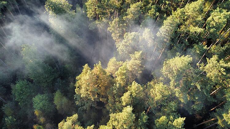 Waldbrand ruft Feuerwehr auf den Plan: Rund 20 Hektar stehen in Flammen