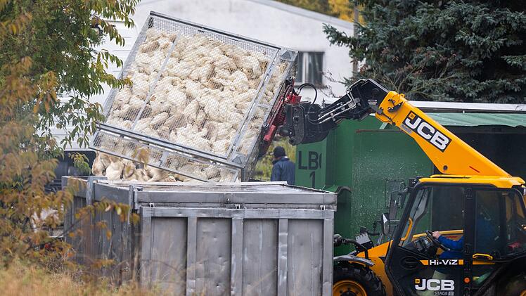 Vogelgrippe in Brandenburg
