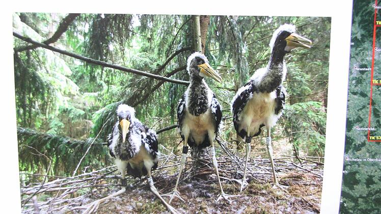 Repro: Friedwald Schedel