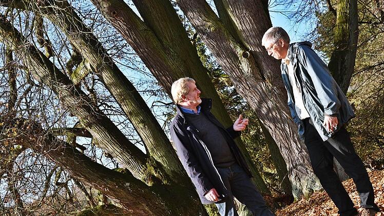 Bernhard Ledermann und Werner Pilz stehen vor der markanten Baumgruppe Siebenlinden, die in den kommenden Tagen mit einer Reihe von Pflegemaßnahmen für Zukunft gesichert wird. Foto: Gabi Arnold