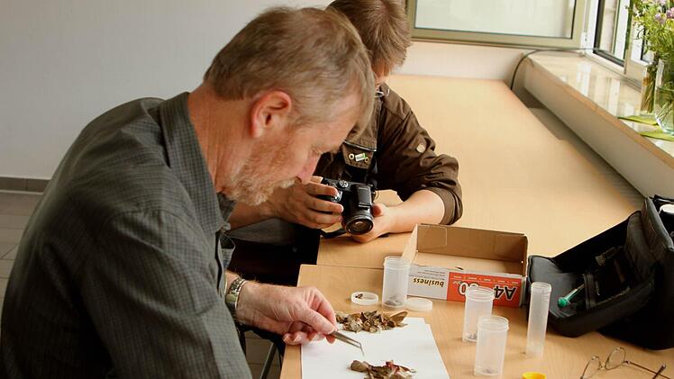 Hier werden Schmetterlingsflügel unter die Lupe genommen.