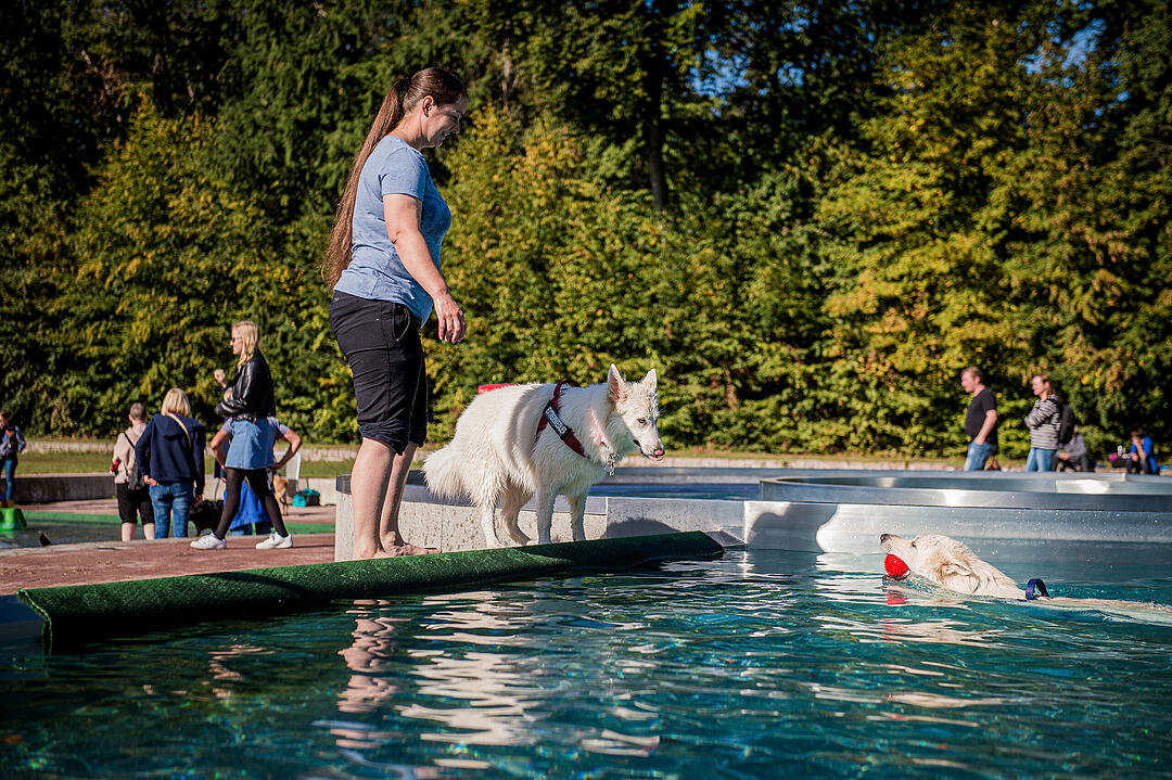 Leinen los! Hunderte Fellnasen erobern Freibad nach Saisonende