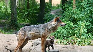 Wolf, Junges, Nachwuchs