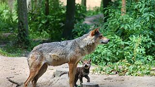 Wolf, Junges, Nachwuchs