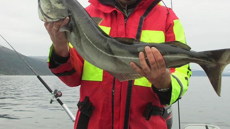 Stefan Drews mit einem Fang im Velfjord  Foto: privat
