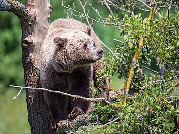 Bekannter Tierfilmer bei Dreharbeiten von Bär angegriffen