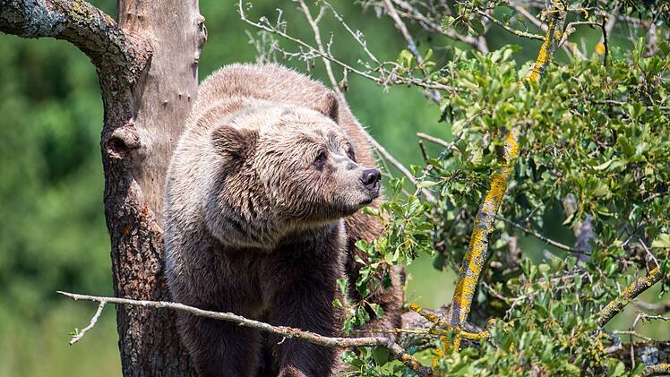 Bekannter Tierfilmer bei Dreharbeiten von Bär angegriffen