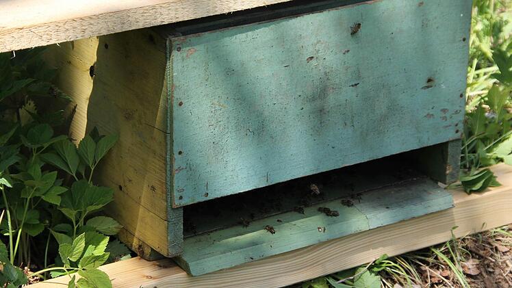 Die Bienen nehmen ihr neues Zuhause bereitwillig an.  Foto: Friedwald Schedel