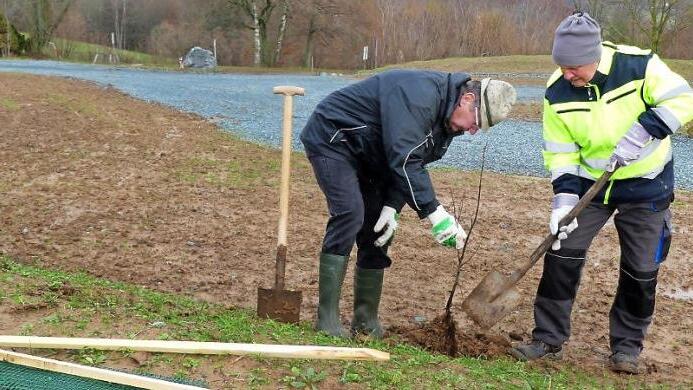 Vorsitzender Siegfried Küspert (links) und Werner Eberhardt beim Pflanzen der ersten Linde als Begrenzung des neu geschaffenen Parkplatzes der Naturbühne Foto: Dieter Hübner