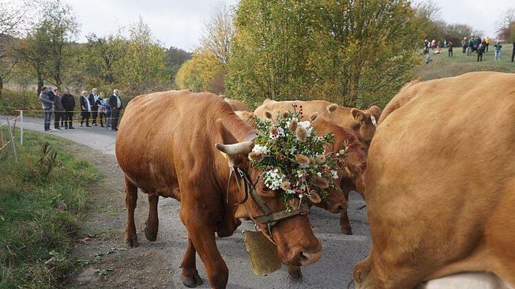 Weideabtrieb in Ginolfs. Foto: Marion Eckert