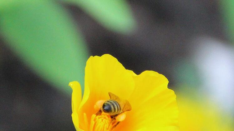 Bienchen im Goldmohn. Diana Fuchs