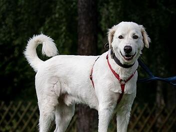 Tierheim Nürnberg: Hund Apollo war "bisher immer in falschen Händen"