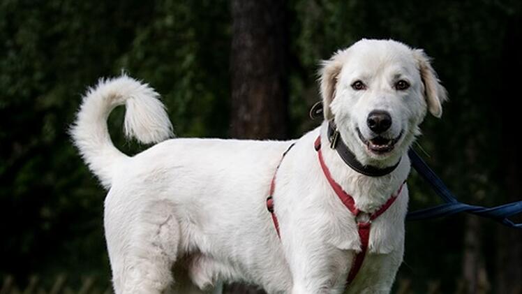Tierheim Nürnberg: Hund Apollo war "bisher immer in falschen Händen"