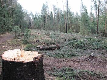 Kein Parkplatz für Windräder, sondern eine Altdurchforstung auf dem Reinberg zwischen Gärtenroth und Wildenberg  Foto: Friedwald Schedel