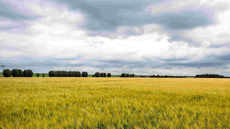 Foto: Saatzucht Breun