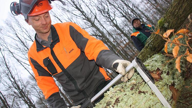 Bastian Hartner und Bajram Demirezen vermessen mit der ,Kluppe', einer Riesen-Schieblehre, zentimetergenau einen Eichenstamm.