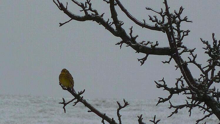 Foto: Yvonne Grasser