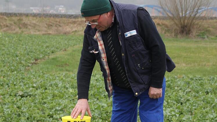 Dieter Lorenz überprüft, ob Käfer in der Gelbschale sind.Foto: Sarah Stieranka