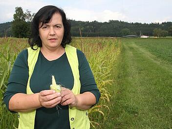 Landwirtin Heidi Schmidt hofft, dass wenigstens die Maiskolben noch kräftig zulegen. Die Stängel sind mickrig und die Höhe lässt zu wünschen übrig. Deshalb haben die Schmidts schon jede Menge Grünpflanzen-Silage aus Getreide für die Biomasseanlage gemacht. Fotos: Sonja Adam