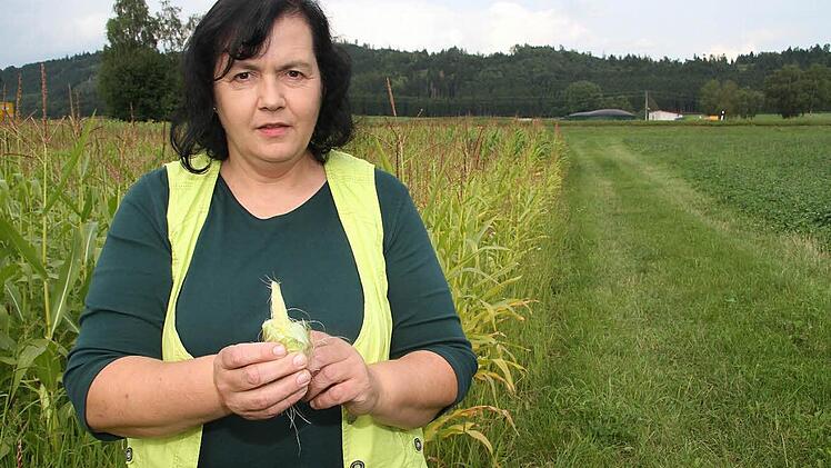 Landwirtin Heidi Schmidt hofft, dass wenigstens die Maiskolben noch kräftig zulegen. Die Stängel sind mickrig und die Höhe lässt zu wünschen übrig. Deshalb haben die Schmidts schon jede Menge Grünpflanzen-Silage aus Getreide für die Biomasseanlage gemacht. Fotos: Sonja Adam