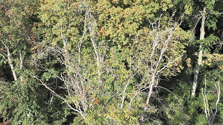 Bamberg: Folgen des Klimawandels f&uuml;r alte B&auml;ume- B&uuml;rgerparkverein l&auml;dt zu F&uuml;hrung ein