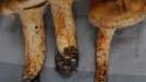 RitterlingEine ausgesprochene Rarität aus der Gattung der Ritterlinge. Der Legende nach sollen diese dickfleischigen Pilze früher den Rittersleuten vorbehalten gewesen sein, daher der Name. Der  Halsband-Ritterling ist ungenießbar, gilt auch als leicht giftig und kommt sehr selten vor. Krautblatter hat ihn in einem  Kiefern-Jungwald entdeckt. Weil der Sandboden an dieser Stelle basisch und nicht sauer  ist, wachsen dort sogar größere Mengen des seltenen Pilzes.