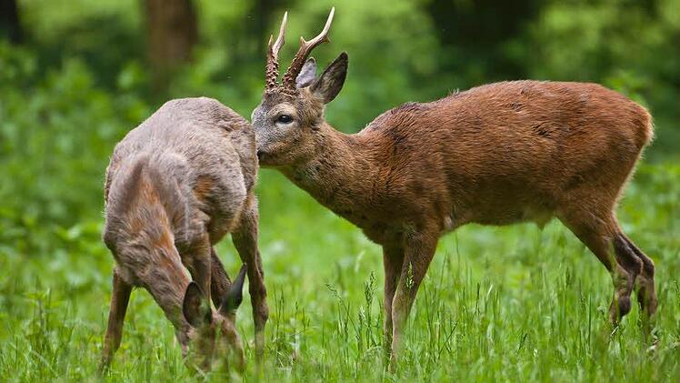 Foto: Jürgen Borris/dpa