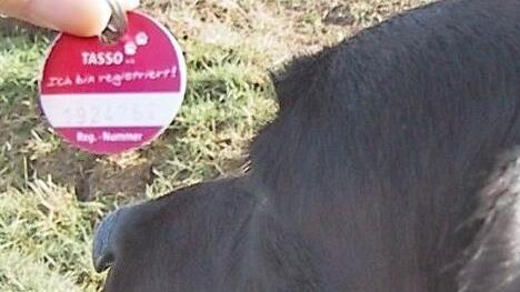 Hunde in Neuenmarkt m&uuml;ssen auch weiterhin keine besondere Marke tragen. Foto: Archiv