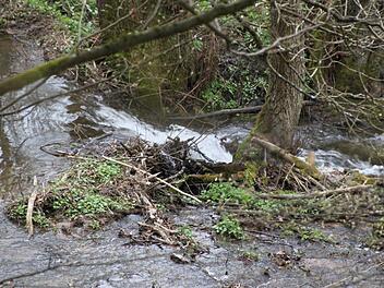 Aus der Nähe betrachtet sieht der Biber-Damm recht unscheinbar aus. Fotos: Ulrike Müller