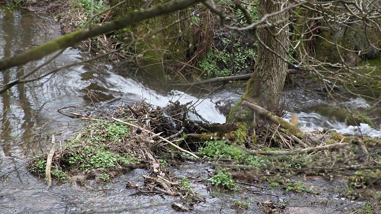 Aus der Nähe betrachtet sieht der Biber-Damm recht unscheinbar aus. Fotos: Ulrike Müller