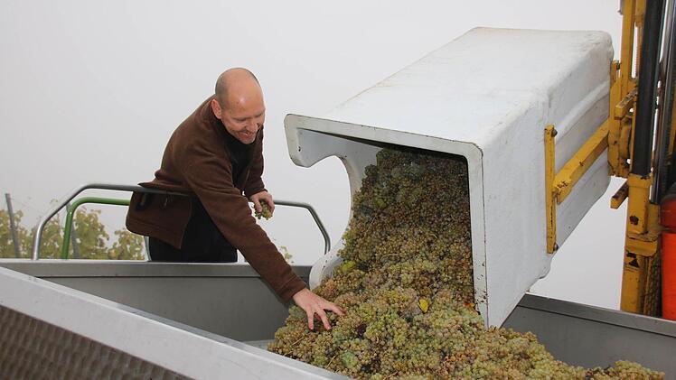 Eindrücke von der Weinlese. Foto: Ralf Ruppert