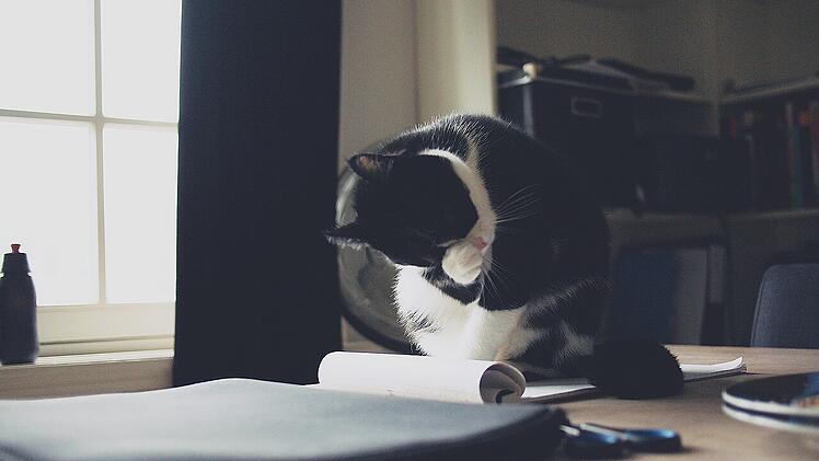 Tiere am Arbeitsplatz sorgen für geringeren Stresslevel und Harmonie im Team.