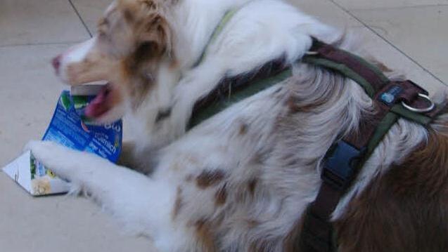 Hunde bringen Abwechslung und Action in den Heimalltag in Römershag.  Foto: Stephanie Elm