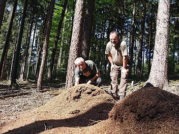 Förster Norbert Rumpel (rechts) und Oswald Türbl bestaunen die zum Teil riesigen Ameisenhügel auf dem Löcherberg.  Foto: Stefanie Elm