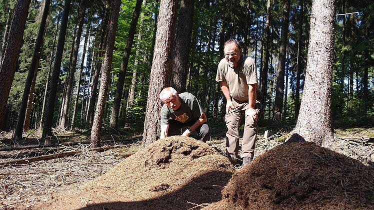 Förster Norbert Rumpel (rechts) und Oswald Türbl bestaunen die zum Teil riesigen Ameisenhügel auf dem Löcherberg.  Foto: Stefanie Elm
