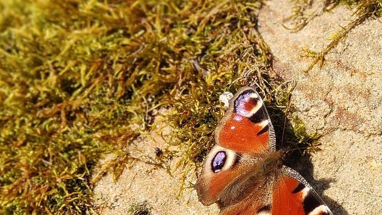 Am Wegesrand lässt sich ein Pfauenauge nieder. Foto: Julia Raab