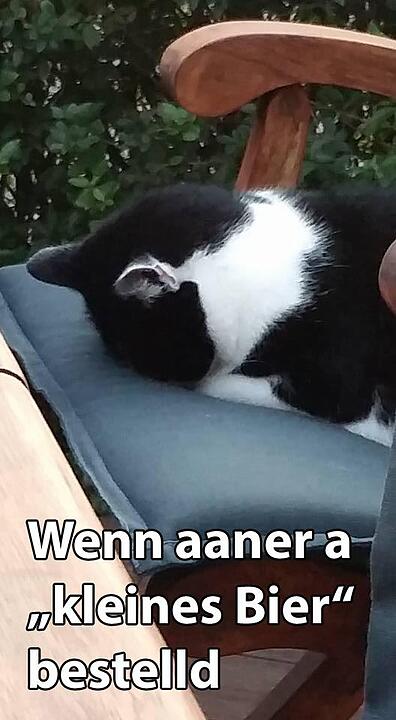 29 fränkische Katzen, die dich verstehen