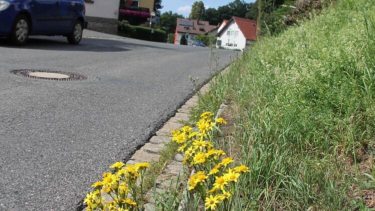 Jakobskreuzkraut in Leutendorf  Foto: Friedwald Schedel