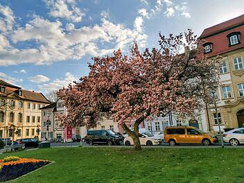 Magnolienbl&uuml;te am Schillerplatz in Bamberg
