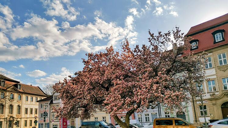 Magnolienbl&uuml;te am Schillerplatz in Bamberg
