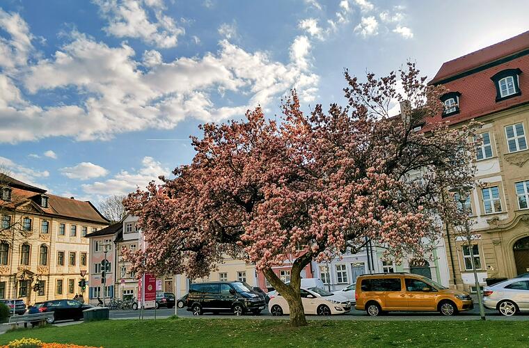 Magnolienblüte in Franken: Die schönsten Fotospots im Frühling